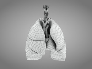 Lungs and Heart 3D Модель