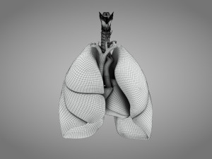 Lungs and Heart 3D Модель