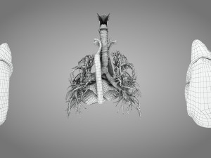 Lungs and Heart 3D Модель
