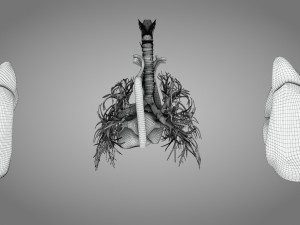 Lungs and Heart 3D Модель