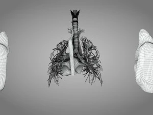 Легкие и сердце 3D Модель