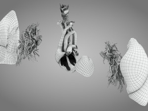 Lungs and Heart 3D Модель