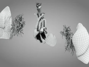 Легкие и сердце 3D Модель