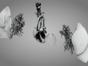 Легкие и сердце 3D Модель