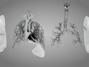 Lungs and Heart 3D Модель