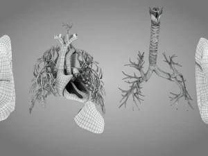 Легкие и сердце 3D Модель