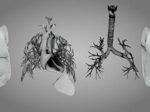 Lungs and Heart 3D Модель
