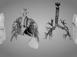 Легкие и сердце 3D Модель