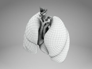 Lungs and Heart 3D Модель