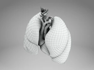 Легкие и сердце 3D Модель