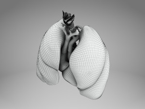 Lungs and Heart 3D Модель