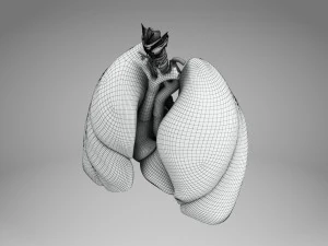 Легкие и сердце 3D Модель