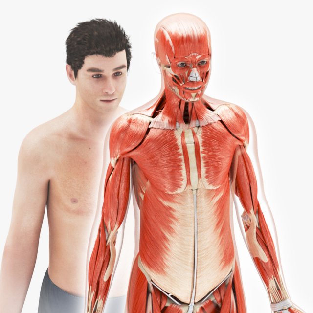 Musculoskeletal System with Body 3D Модель .c4d .max .obj .3ds .fbx .stl .blend 