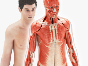 Musculoskeletal System with Body 3D Model