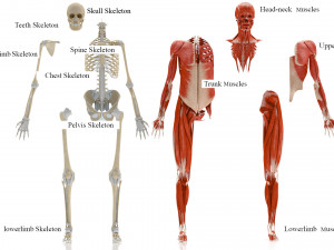 Musculoskeletal System with Body 3D Модель