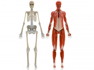 Musculoskeletal System with Body 3D Модель
