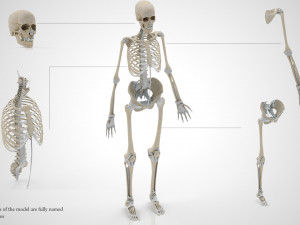 Musculoskeletal System with Body 3D Модель