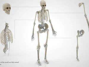 Musculoskeletal System with Body 3D Model