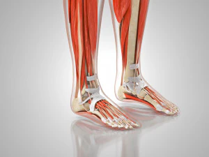 Musculoskeletal System with Body 3D Model