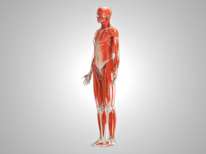 Musculoskeletal System with Body 3D Модель