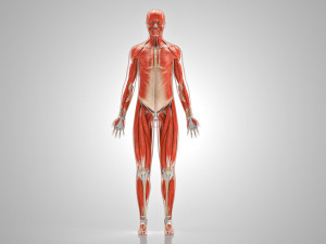 Musculoskeletal System with Body 3D Модель