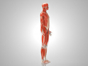 Musculoskeletal System with Body 3D Модель