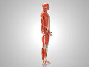 Musculoskeletal System with Body 3D Model