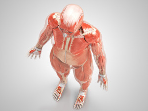 Musculoskeletal System with Body 3D Модель