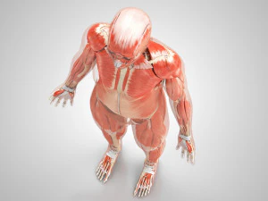 Musculoskeletal System with Body 3D Model