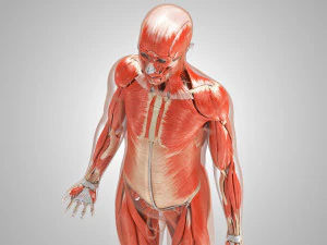 Musculoskeletal System with Body 3D Model