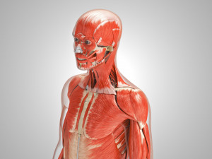 Musculoskeletal System with Body 3D Модель