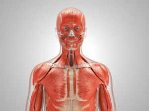 Musculoskeletal System with Body 3D Model