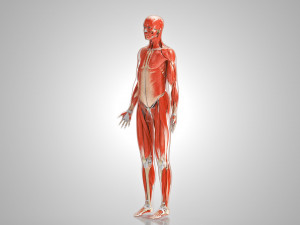 Musculoskeletal System with Body 3D Модель
