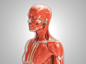 Musculoskeletal System with Body 3D Модель