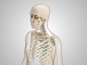 Musculoskeletal System with Body 3D Модель