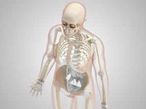 Musculoskeletal System with Body 3D Модель