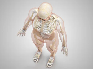 Musculoskeletal System with Body 3D Model