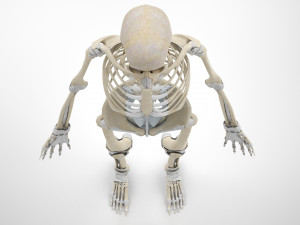 Musculoskeletal System with Body 3D Модель