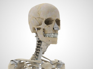 Musculoskeletal System with Body 3D Модель