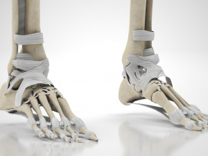 Musculoskeletal System with Body 3D Модель