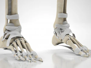 Musculoskeletal System with Body 3D Model
