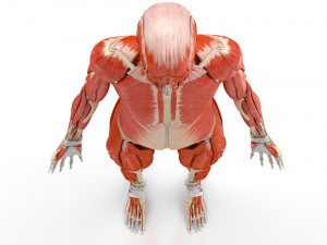 Musculoskeletal System with Body 3D Модель