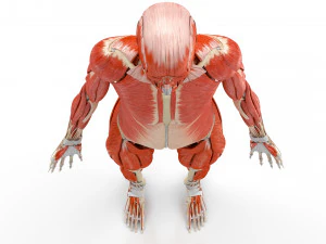 Musculoskeletal System with Body 3D Model