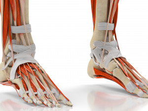 Musculoskeletal System with Body 3D Модель
