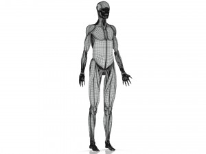Musculoskeletal System with Body 3D Модель