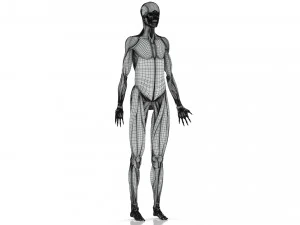 Musculoskeletal System with Body 3D Model