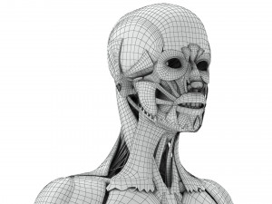 Musculoskeletal System with Body 3D Модель