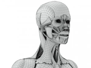 Musculoskeletal System with Body 3D Model