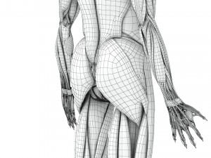 Musculoskeletal System with Body 3D Модель