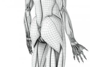 Musculoskeletal System with Body 3D Model